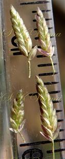  Spikelets